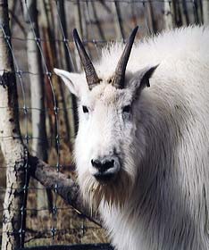 Goat