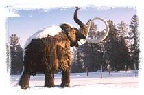 A family of life-size wooly mammoths frolic in the snow outside the Beringia Centre in Whitehorse